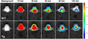 Hong Kong Baptist University scholars develop world-first array of compounds for detection, imaging and treatment of Alzheimer’s Disease