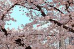 KNU Cherry Blossoms