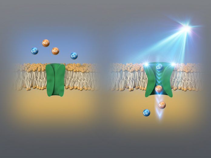 NITEC_13_2_figure_membrane_rev_FINAL