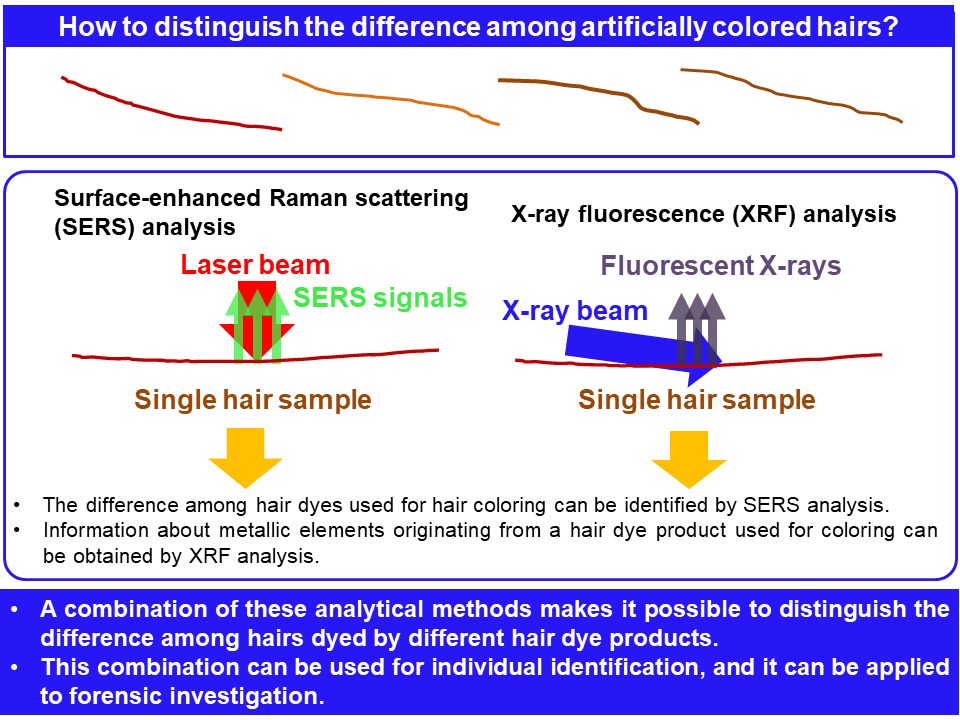 Forensic Identification of Single Dyed Hair Strand Now Possible | QS GEN