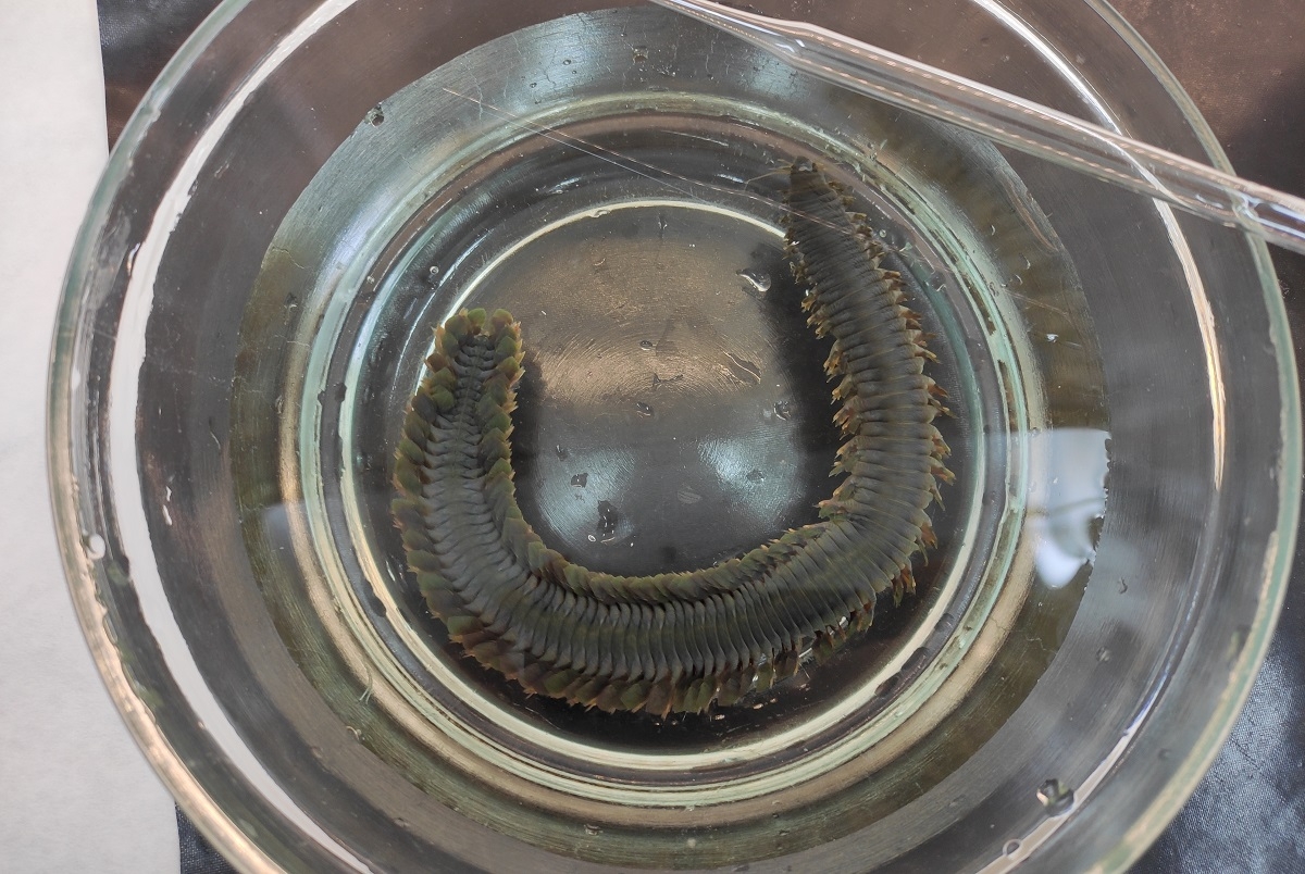 SPbU embryologists reveal a secret of a worm that has regeneration super abilities