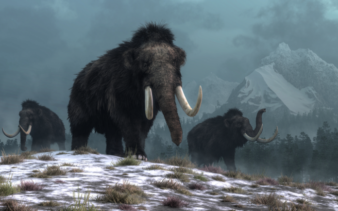 low-res_image_three_a_trio_of_woolly_mammoths_trudges_over_snow_covered_hills._behind_them_mountains_with_snow_covered_peaks_rise_above_dark_green_forests_of_fir_trees._credit_daniel_eskridge_.jpg_0
