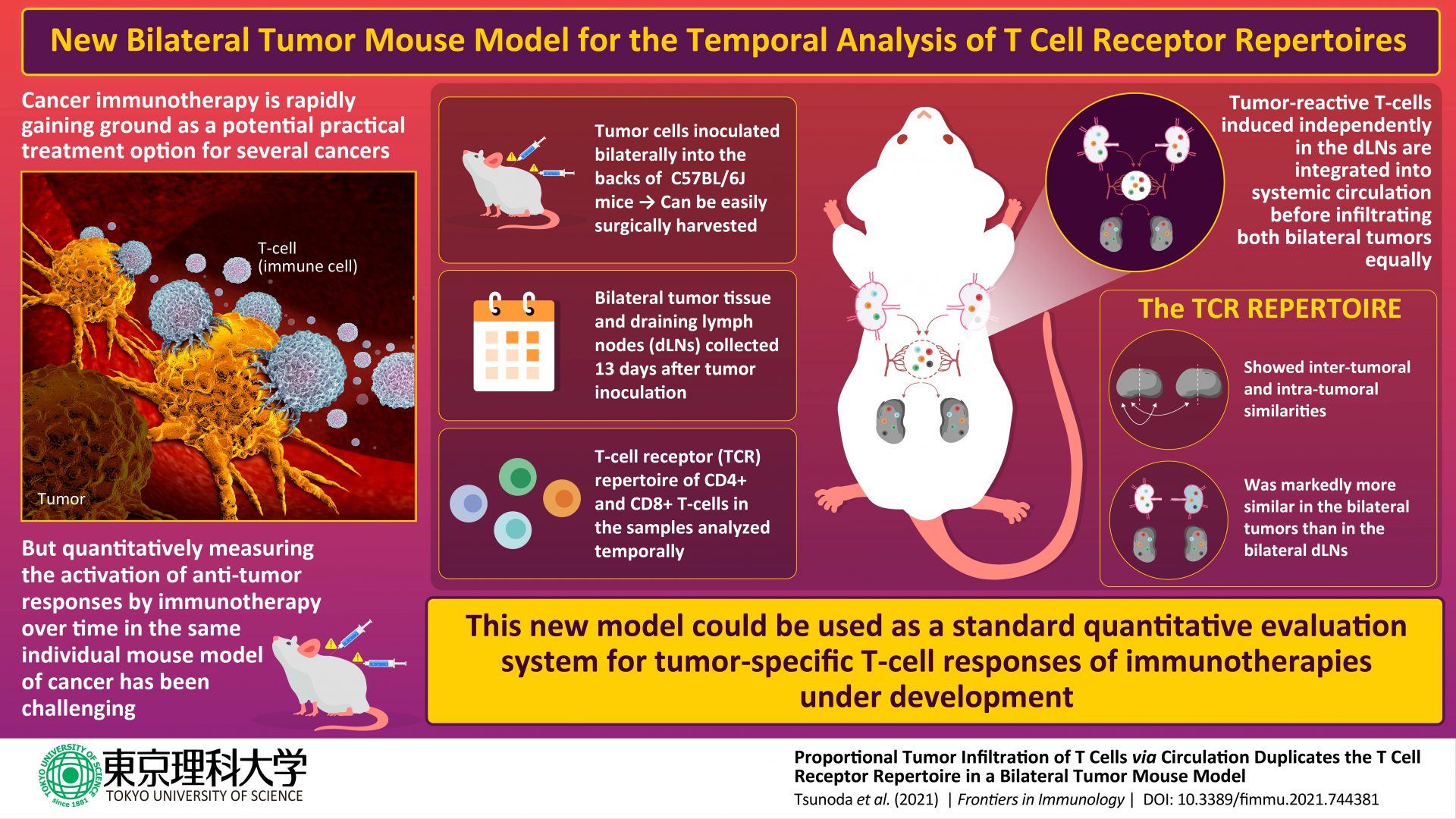 Scientists demonstrate utility of bilateral tumor model for evaluating ...