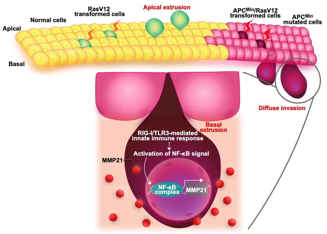 Survival of the Fittest? New Study Shows How Cancer Cells Use Cell Competition to Evade Body’s Defenses
