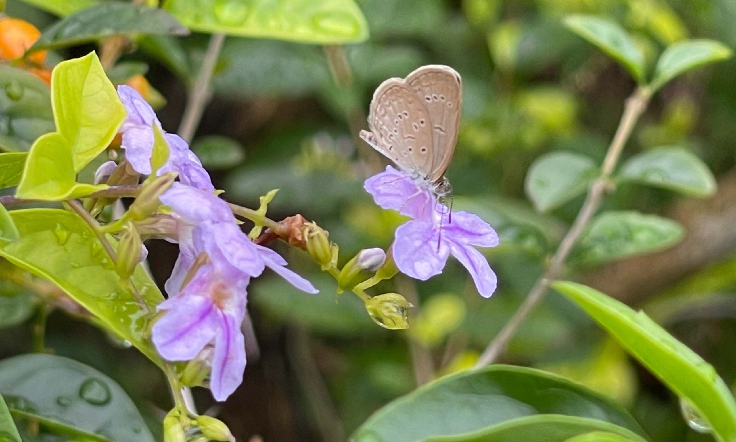 Butterflies benefit from roadside greenery