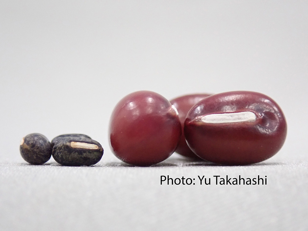 NTU–Japan Study Uncovers Adzuki Bean Origins