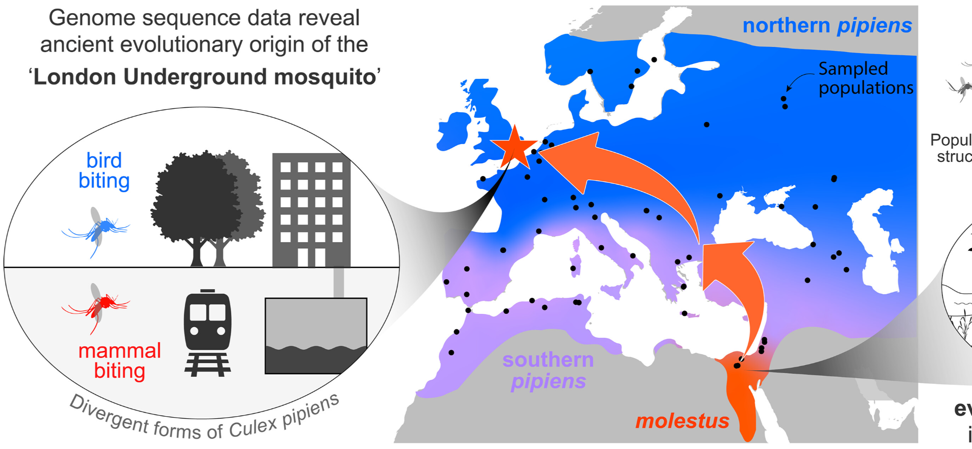 NTU Contribute to Science Study on Mosquito