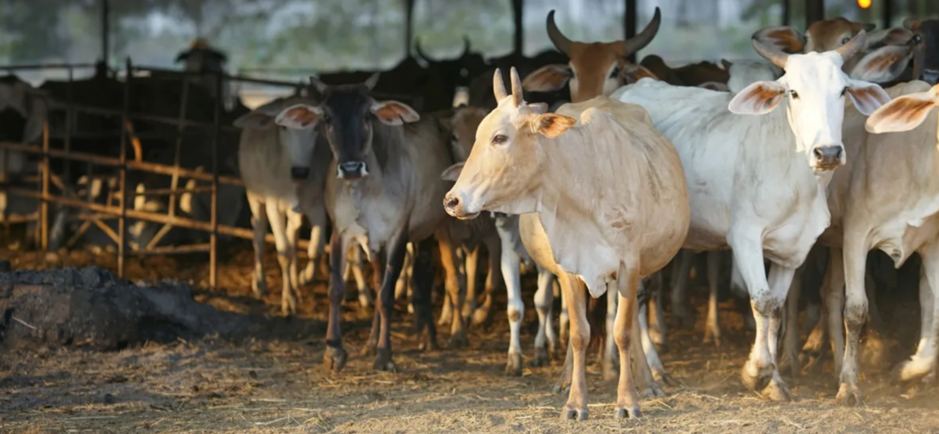 Anthrax: Chula Expert Explains Risks