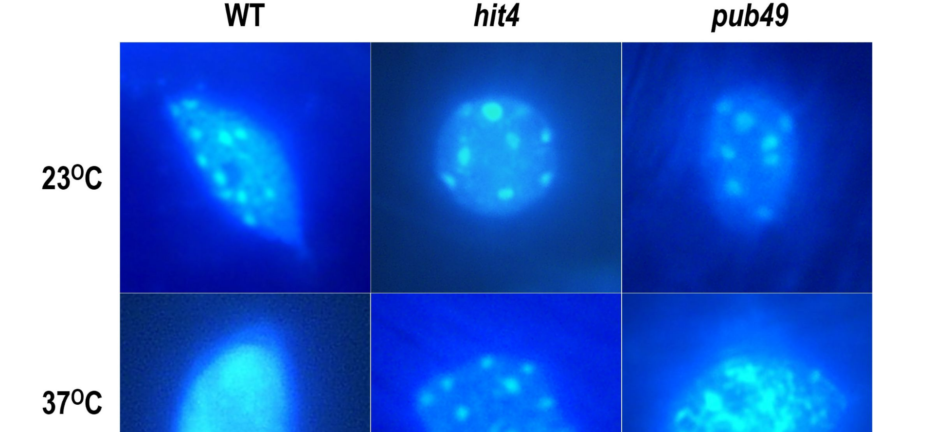NCU Uncover Key Mechanism Behind Plant Heat