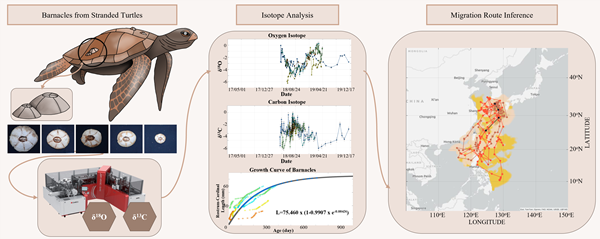 Inha’s Barnacle-Based Sea Turtle Tracking