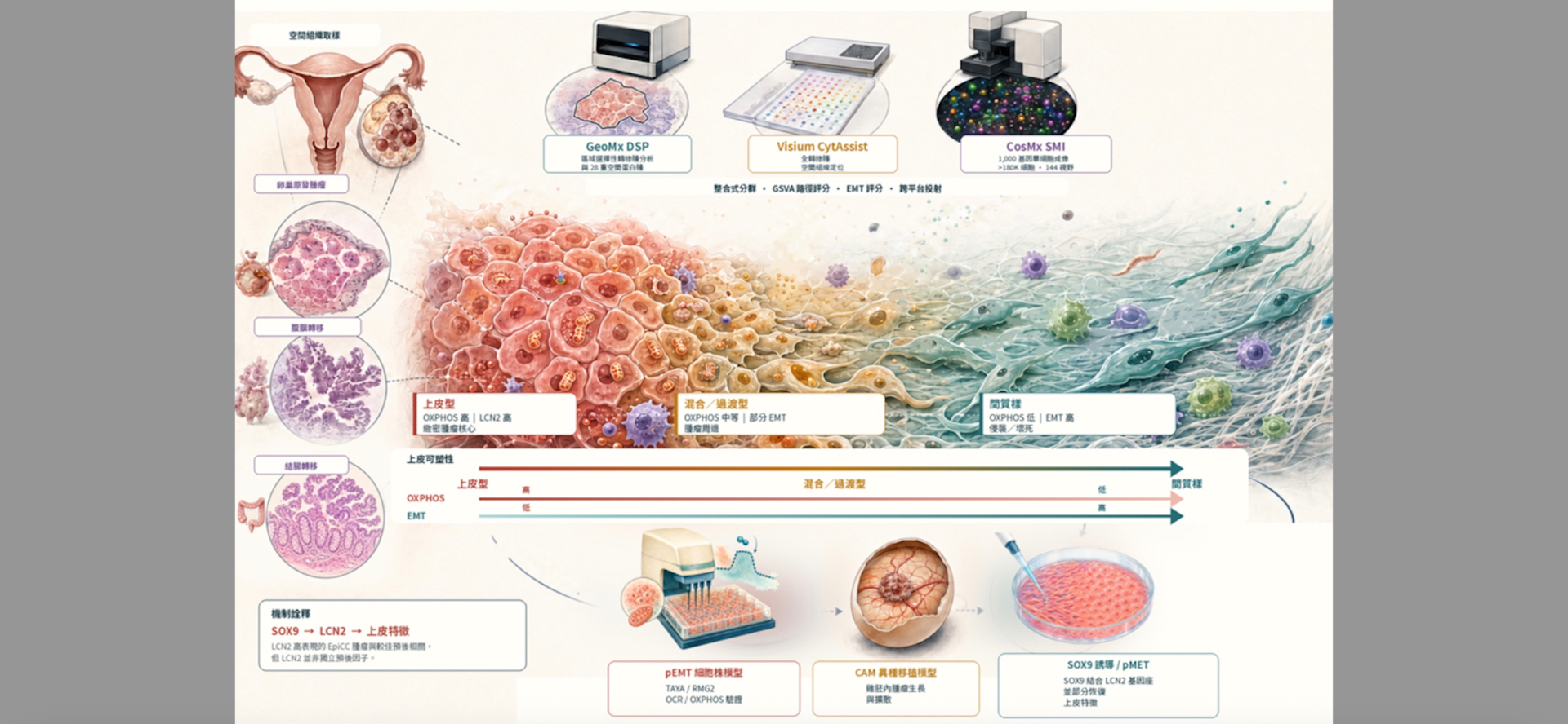 NTU Team Unlocks Ovarian Cancer Spatial Code
