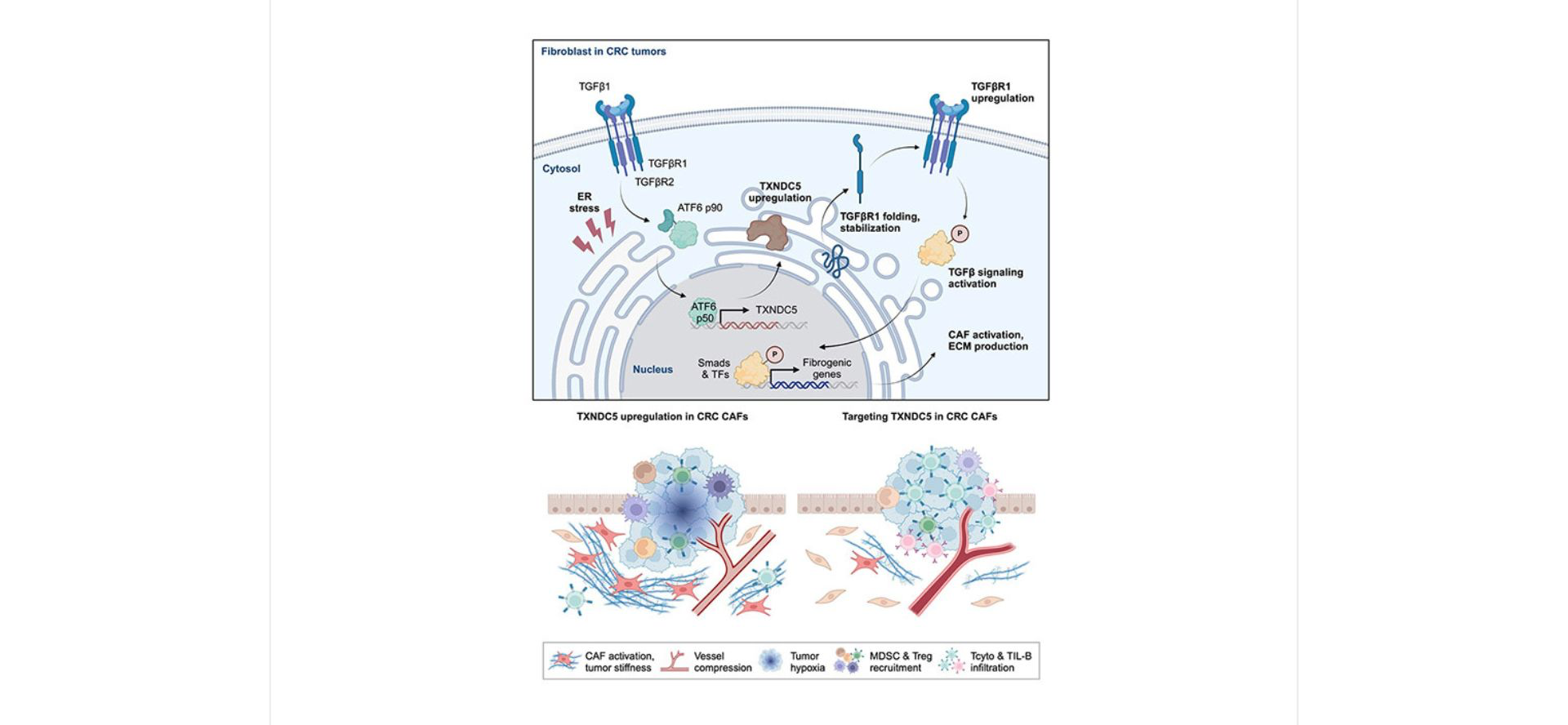 NTU Finds Key to Boost Cancer Immunotherapy